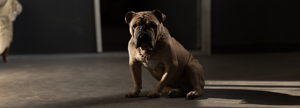 Dave the bulldog is proud of you